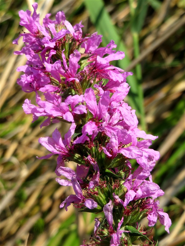 Gewöhnlicher Blutweiderich (Lythrum salicaria) im Hockenheimer Rheinbogen