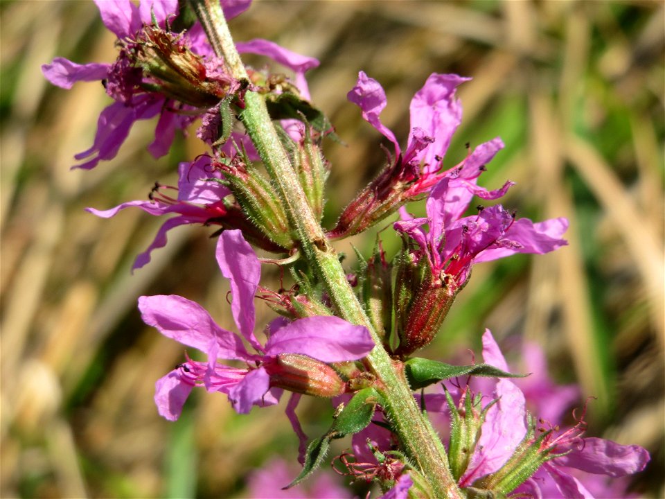 Gewöhnlicher Blutweiderich (Lythrum salicaria) im Hockenheimer Rheinbogen