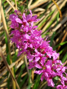 Gewöhnlicher Blutweiderich (Lythrum salicaria) im Hockenheimer Rheinbogen