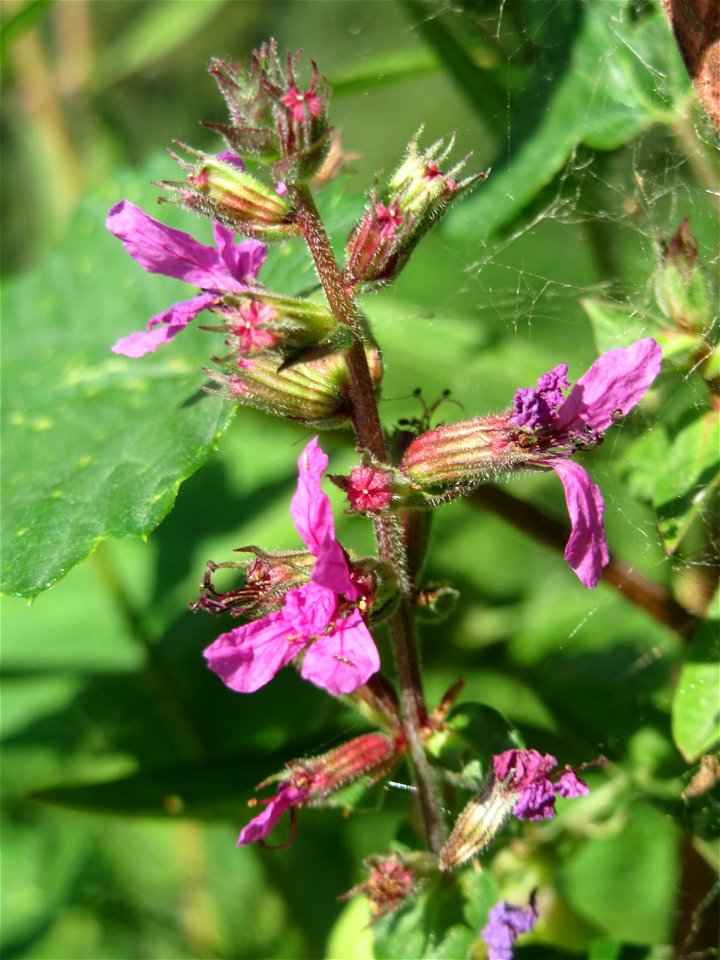 Gewöhnlicher Blutweiderich (Lythrum salicaria) bei Altlußheim