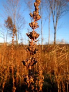 Mumienbotanik: Gewöhnlicher Blutweiderich (Lythrum salicaria) im Hochwasserrückhaltebecken bei Reilingen
