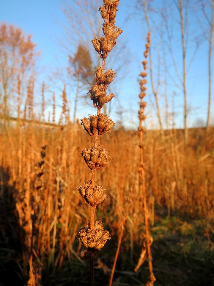 Mumienbotanik: Gewöhnlicher Blutweiderich (Lythrum salicaria) im Hochwasserrückhaltebecken bei Reilingen
