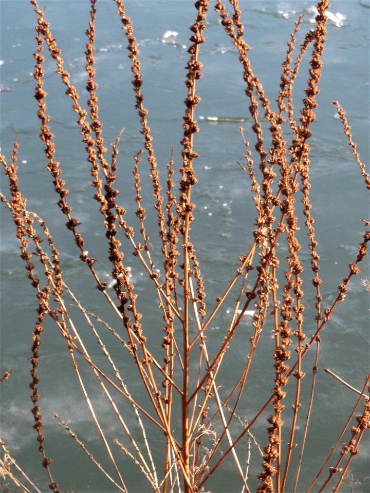 Gewöhnlicher Blutweiderich (Lythrum salicaria) an der Saar in Saarbrücken