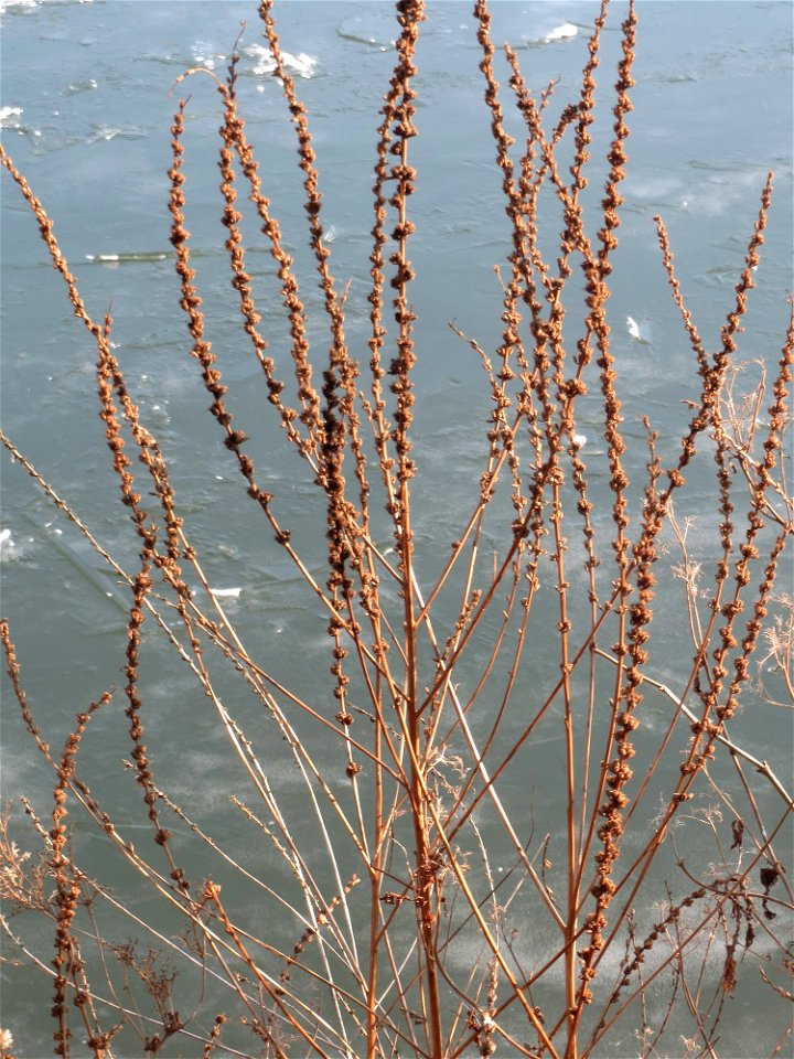 Gewöhnlicher Blutweiderich (Lythrum salicaria) an der Saar in Saarbrücken