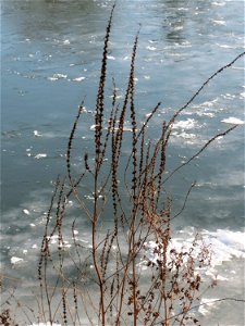 Gewöhnlicher Blutweiderich (Lythrum salicaria) an der Saar in Saarbrücken