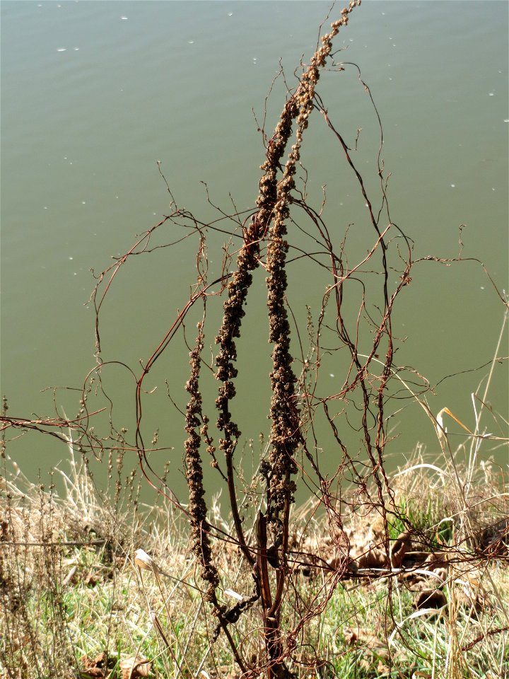 Mumienbotanik: Gewöhnlicher Blutweiderich (Lythrum salicaria) an der Saar in Saarbrücken