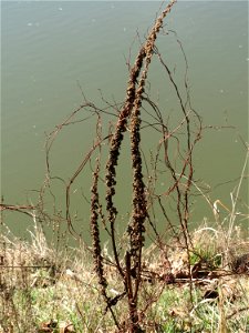 Mumienbotanik: Gewöhnlicher Blutweiderich (Lythrum salicaria) an der Saar in Saarbrücken
