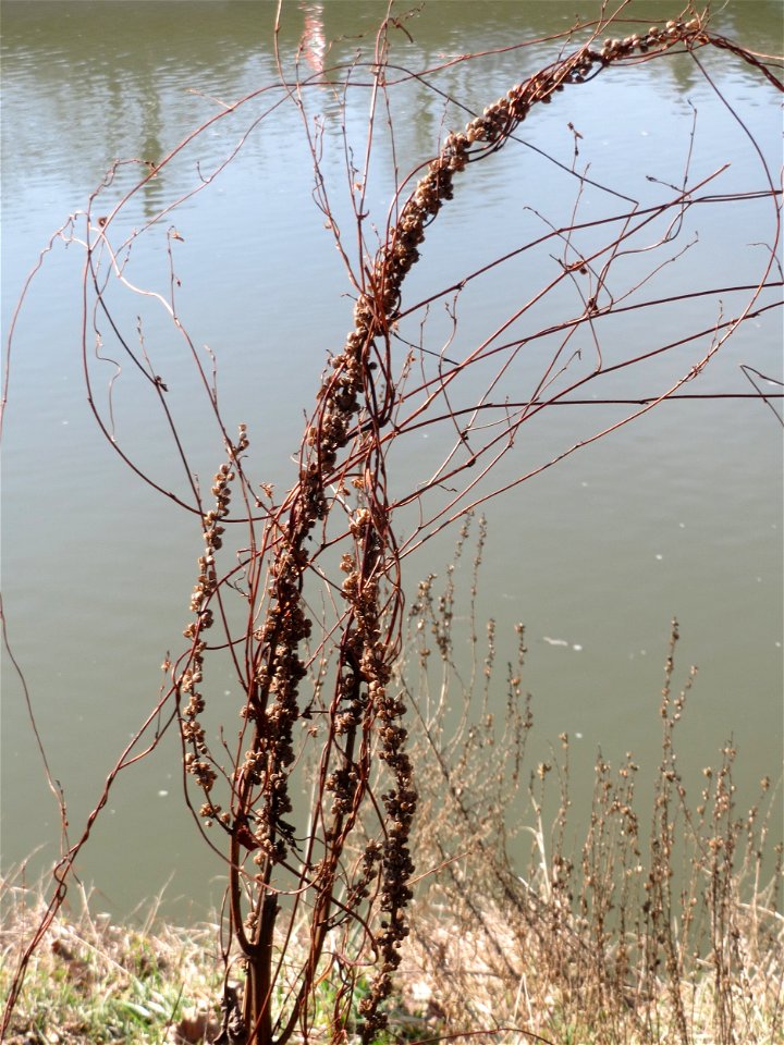 Mumienbotanik: Gewöhnlicher Blutweiderich (Lythrum salicaria) an der Saar in Saarbrücken