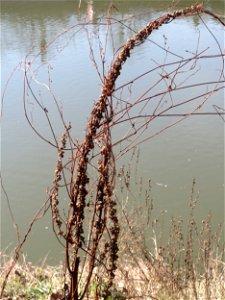 Mumienbotanik: Gewöhnlicher Blutweiderich (Lythrum salicaria) an der Saar in Saarbrücken