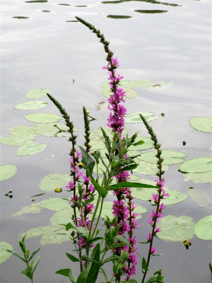 Gewöhnlicher Blutweiderich (Lythrum salicaria) an der Saar in Saarbrücken