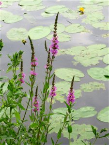Gewöhnlicher Blutweiderich (Lythrum salicaria) an der Saar in Saarbrücken