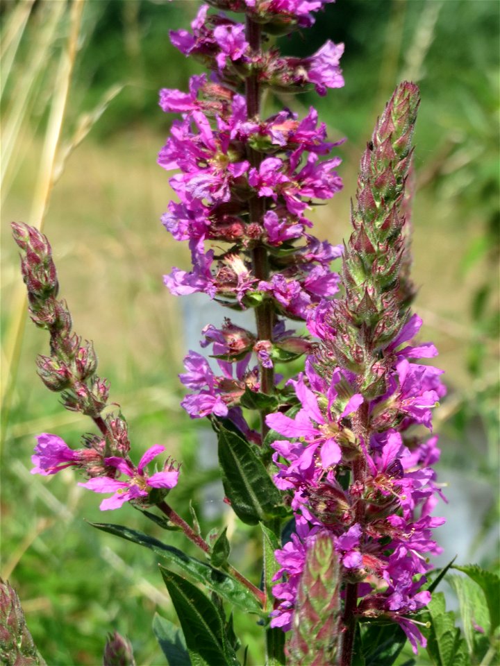Gewöhnlicher Blutweiderich (Lythrum salicaria) in den Horststückern im Landschaftsschutzgebiet „Hockenheimer Rheinbogen“
