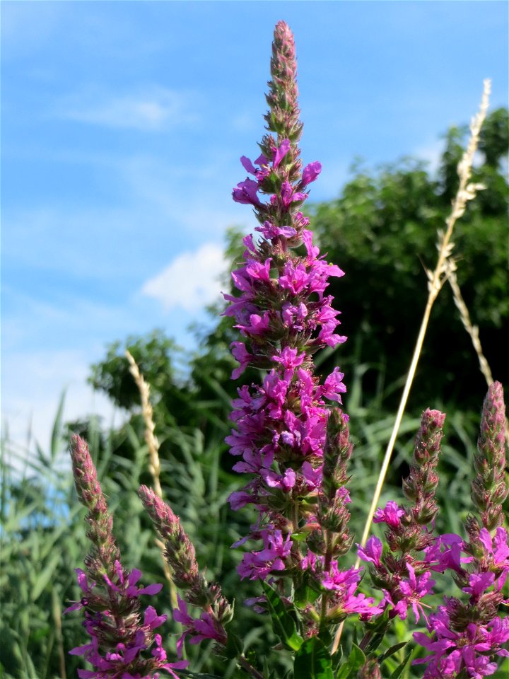 Gewöhnlicher Blutweiderich (Lythrum salicaria) in den Horststückern im Landschaftsschutzgebiet „Hockenheimer Rheinbogen“
