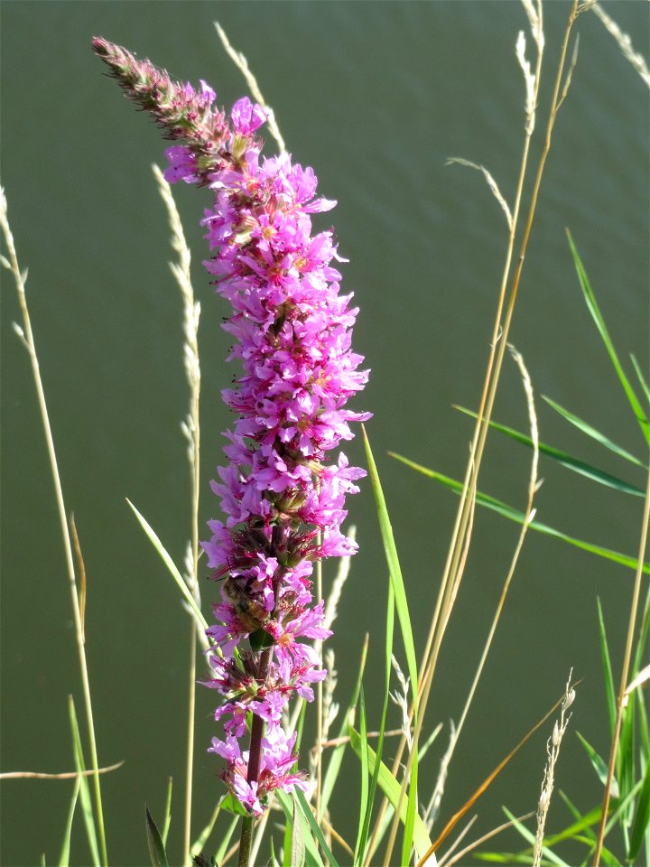 Gewöhnlicher Blutweiderich (Lythrum salicaria) an der Saar in Sankt Arnual