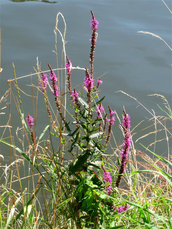 Gewöhnlicher Blutweiderich (Lythrum salicaria) an der Saar in Sankt Arnual