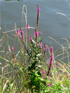Gewöhnlicher Blutweiderich (Lythrum salicaria) an der Saar in Sankt Arnual