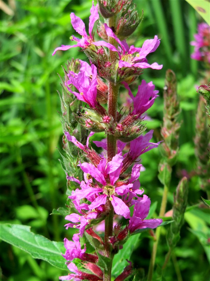 Gewöhnlicher Blutweiderich (Lythrum salicaria) am Tabaksweiher in Sankt Arnual