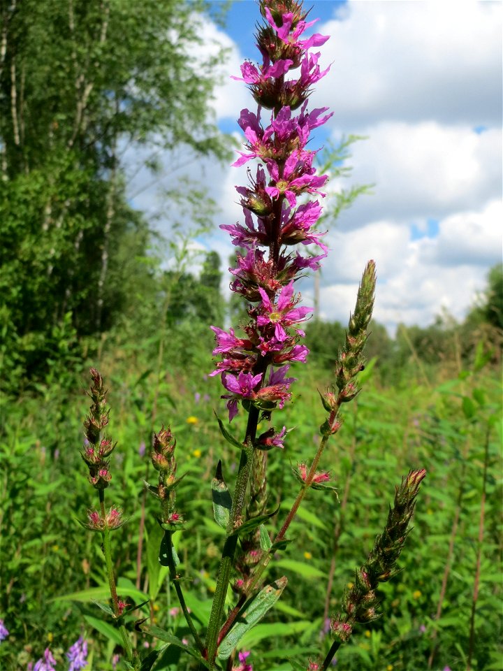 Gewöhnlicher Blutweiderich (Lythrum salicaria) im Naturschutzgebiet „St. Arnualer Wiesen“