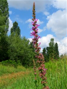 Gewöhnlicher Blutweiderich (Lythrum salicaria) im Naturschutzgebiet „St. Arnualer Wiesen“ photo