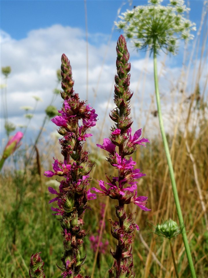 Gewöhnlicher Blutweiderich (Lythrum salicaria) am Käsbach bei Wiesbaden-Erbenheim