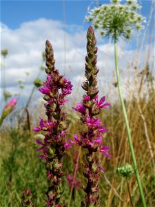 Gewöhnlicher Blutweiderich (Lythrum salicaria) am Käsbach bei Wiesbaden-Erbenheim