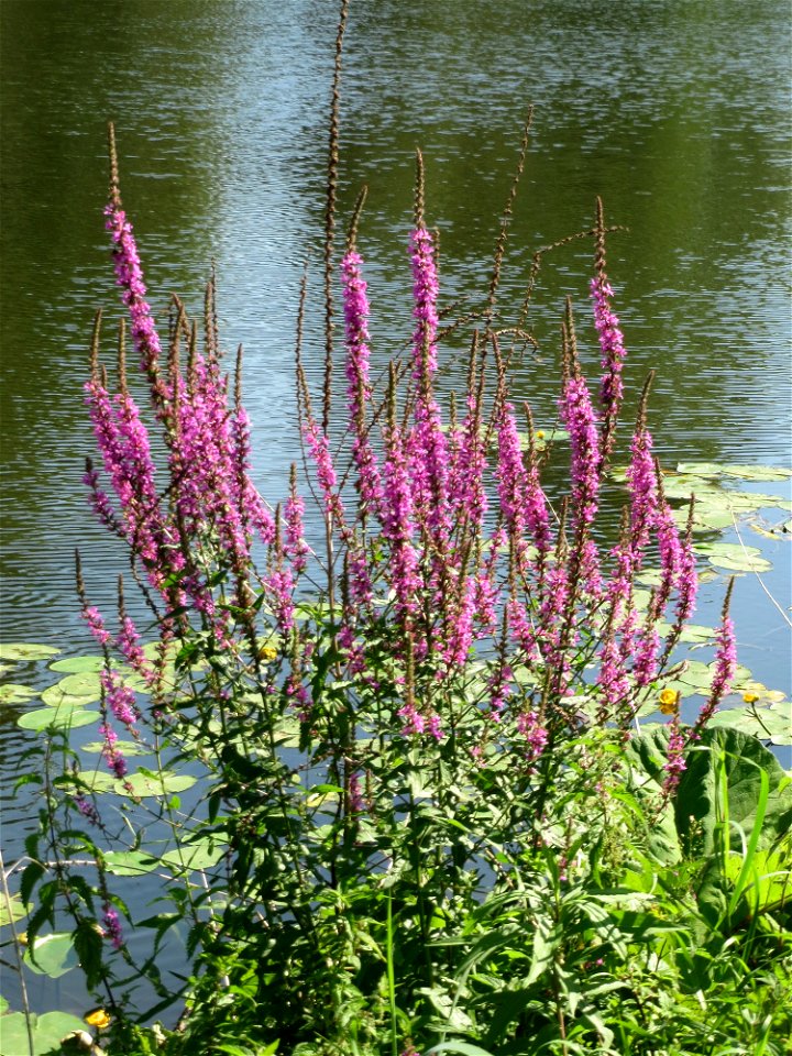 Gewöhnlicher Blutweiderich (Lythrum salicaria) an der Saar in Alt-Saarbrücken