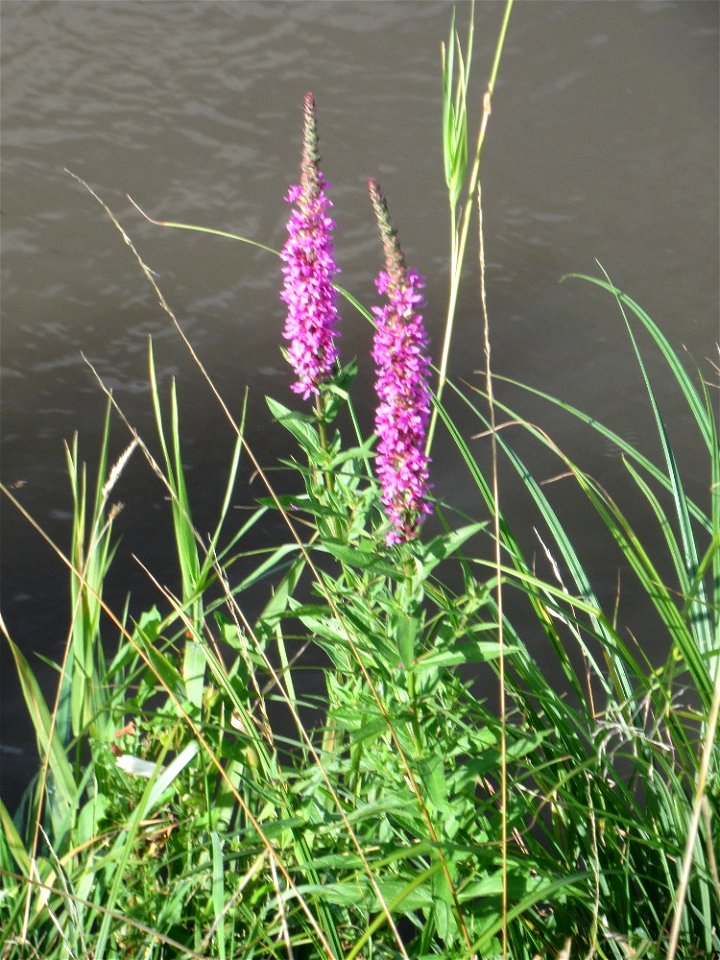 Gewöhnlicher Blutweiderich (Lythrum salicaria) am Kraichbach in Hockenheim