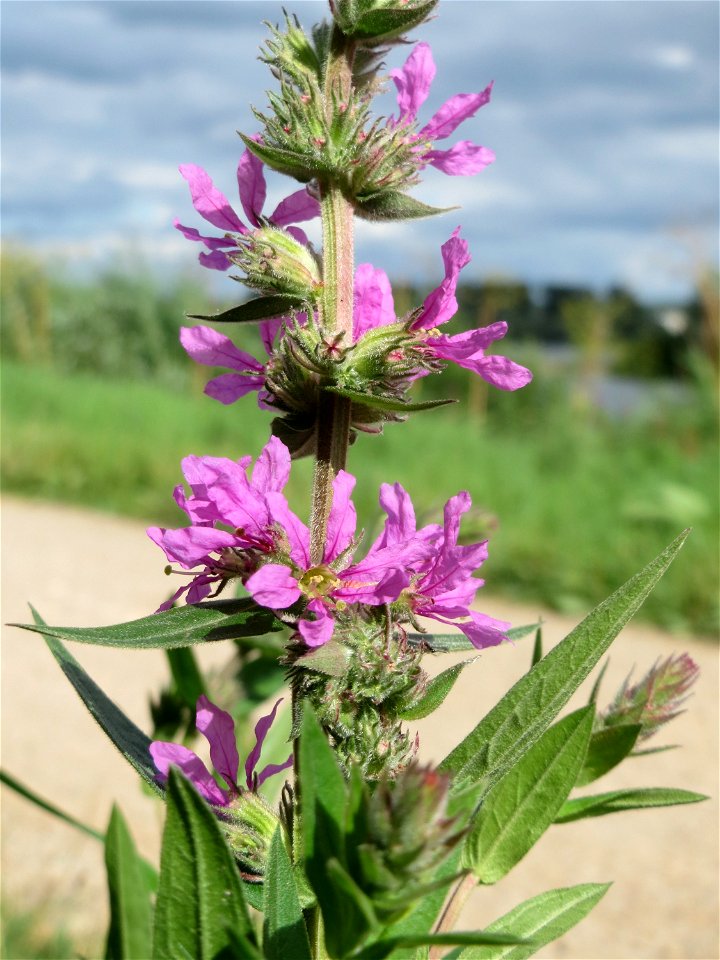 Gewöhnlicher Blutweiderich (Lythrum salicaria) am Rhein bei Eltville