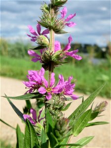 Gewöhnlicher Blutweiderich (Lythrum salicaria) am Rhein bei Eltville