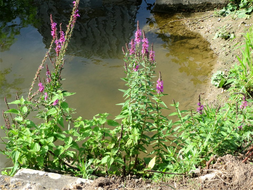 Gewöhnlicher Blutweiderich (Lythrum salicaria) am Kraichbach in Hockenheim - inmitten des Baustellen-Großprojekts zur Renaturierung des Kraichsbach haben noch ein paar Pflanzen überlebt