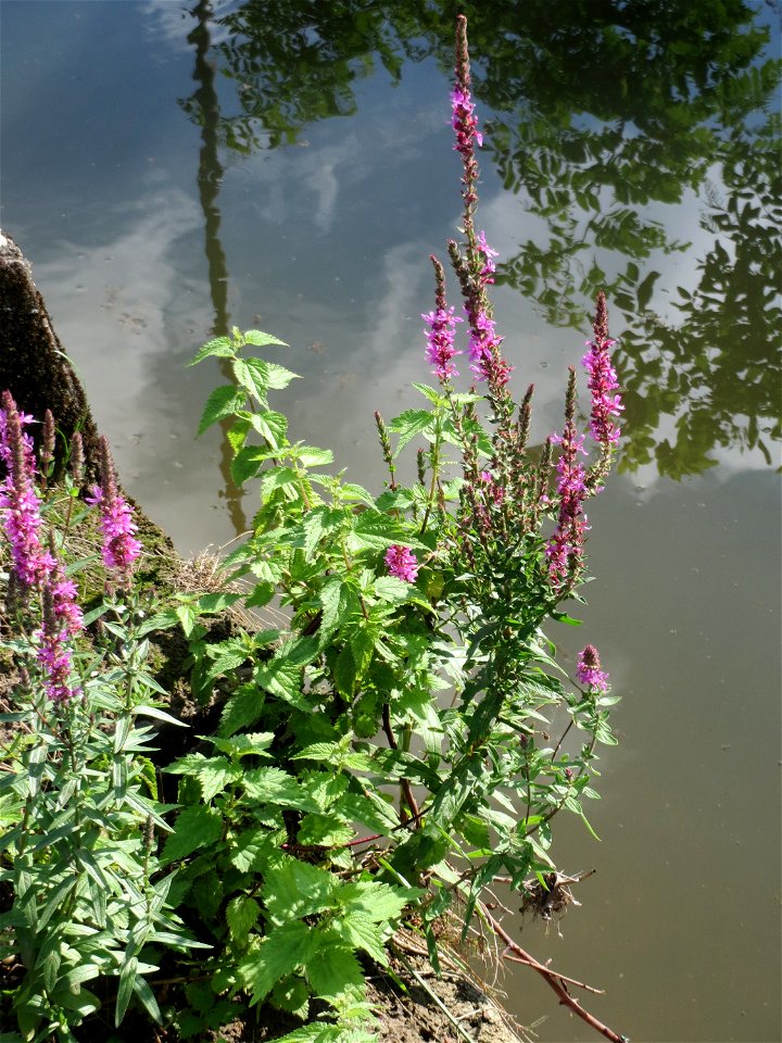 Gewöhnlicher Blutweiderich (Lythrum salicaria) am Kraichbach in Hockenheim - inmitten des Baustellen-Großprojekts zur Renaturierung des Kraichsbach haben noch ein paar Pflanzen überlebt