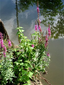 Gewöhnlicher Blutweiderich (Lythrum salicaria) am Kraichbach in Hockenheim - inmitten des Baustellen-Großprojekts zur Renaturierung des Kraichsbach haben noch ein paar Pflanzen überlebt