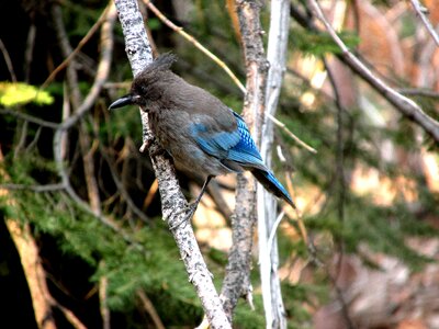 Animal outdoors jay