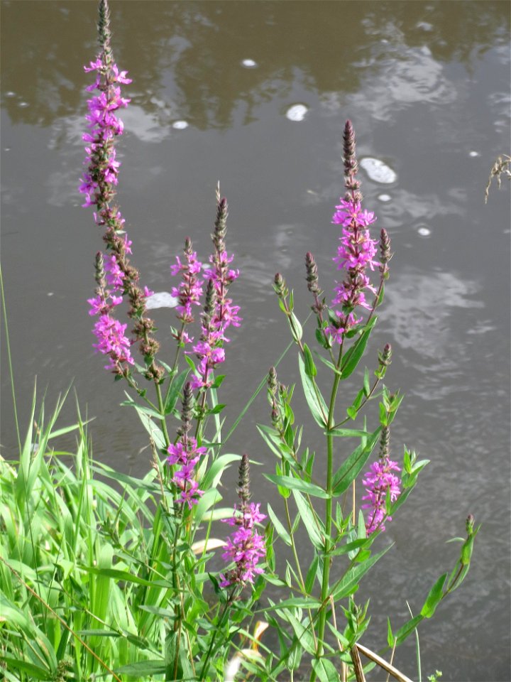 Gewöhnlicher Blutweiderich (Lythrum salicaria) am Kraichbach bei Hockenheim