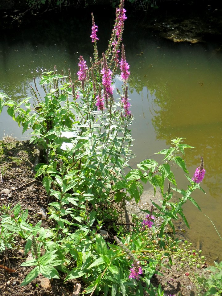 Gewöhnlicher Blutweiderich (Lythrum salicaria) am Kraichbach in Hockenheim - inmitten des Baustellen-Großprojekts zur Renaturierung des Kraichsbach haben noch ein paar Pflanzen überlebt