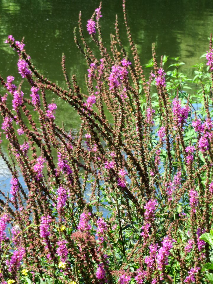 Gewöhnlicher Blutweiderich (Lythrum salicaria) an der Saaraue Güdingen