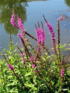 Gewöhnlicher Blutweiderich (Lythrum salicaria) an der Saaraue Güdingen