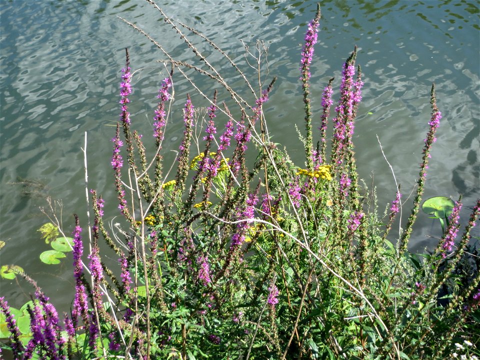 Gewöhnlicher Blutweiderich (Lythrum salicaria) an der Saar zwischen Güdingen und Grosbliederstroff