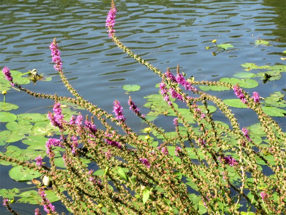 Gewöhnlicher Blutweiderich (Lythrum salicaria) an der Saar vor dem Heizkraftwerk in Saarbrücken
