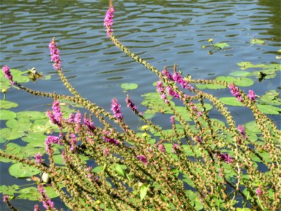 Gewöhnlicher Blutweiderich (Lythrum salicaria) an der Saar vor dem Heizkraftwerk in Saarbrücken