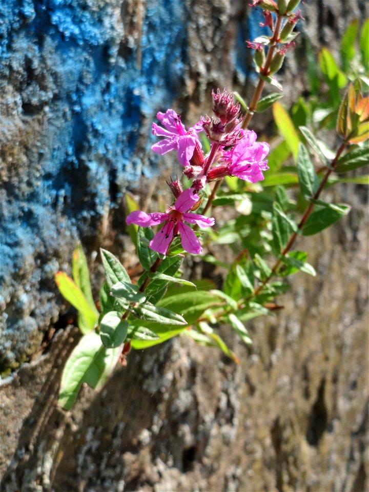 Ritzenbotanik: Gewöhnlicher Blutweiderich (Lythrum salicaria) an einer Stützmauer an der Saar in Saarbrücken