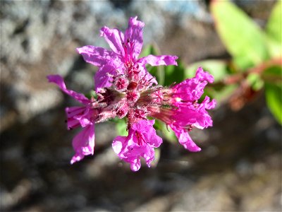 Ritzenbotanik: Gewöhnlicher Blutweiderich (Lythrum salicaria) an einer Stützmauer an der Saar in Saarbrücken