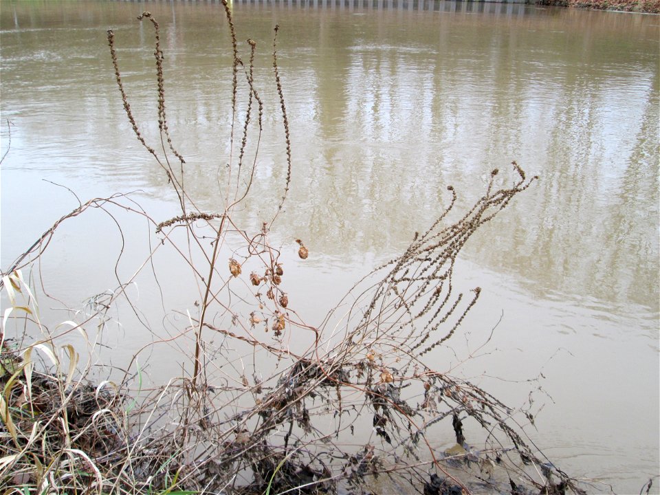 Mumienbotanik: Gewöhnlicher Blutweiderich (Lythrum salicaria) an der Saar in Saarbrücken
