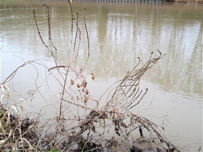 Mumienbotanik: Gewöhnlicher Blutweiderich (Lythrum salicaria) an der Saar in Saarbrücken