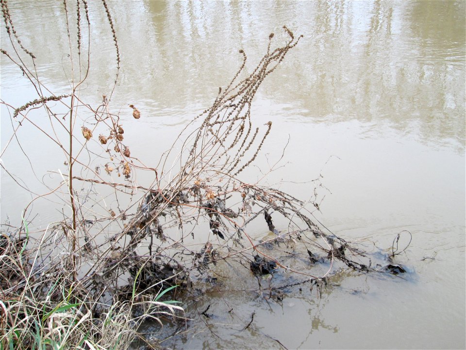 Mumienbotanik: Gewöhnlicher Blutweiderich (Lythrum salicaria) an der Saar in Saarbrücken