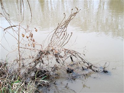 Mumienbotanik: Gewöhnlicher Blutweiderich (Lythrum salicaria) an der Saar in Saarbrücken