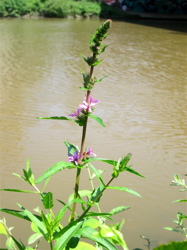 Erster Blutweiderich (Lythrum salicaria) an der Saar in Alt-Saarbrücken