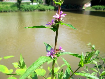 Erster Blutweiderich (Lythrum salicaria) an der Saar in Alt-Saarbrücken