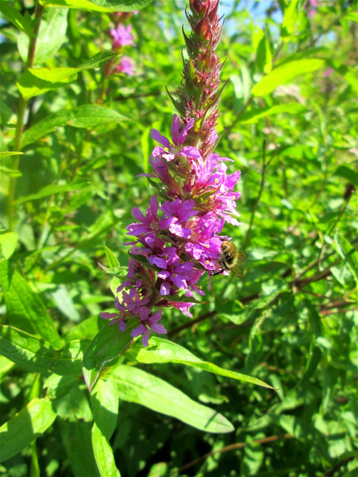 Gewöhnlicher Blutweiderich (Lythrum salicaria) an der Saar in Saarbrücken - unterhalb vom Ruderclub "Undine" findet sich ein Kleinbiotop mit einer Vielzahl von typischen Ufer-Pflanzen