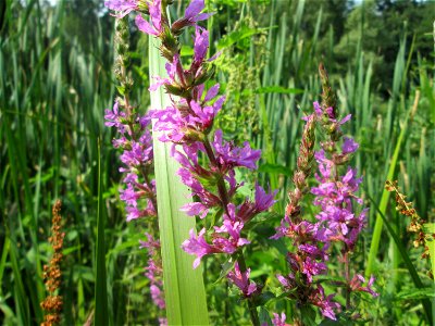 Gewöhnlicher Blutweiderich (Lythrum salicaria) am Tabaksweiher in Sankt Arnual
